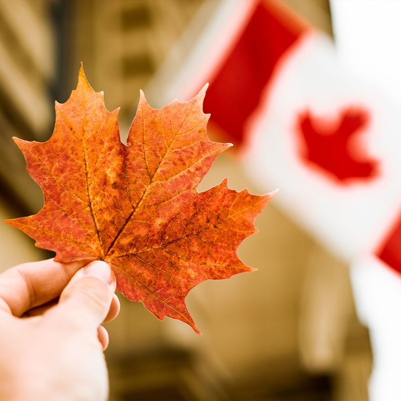 Maple leaf with Canada flag in background